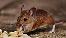 aircraft-pest-control Experts in Ruidoso Downs